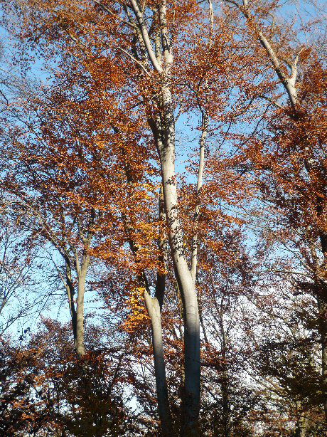 Herbst