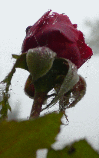 Winterrose