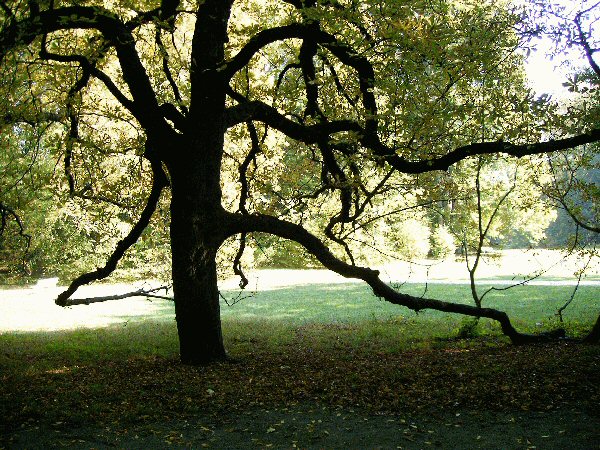 Baum, Dörnbergpark Rgb.
